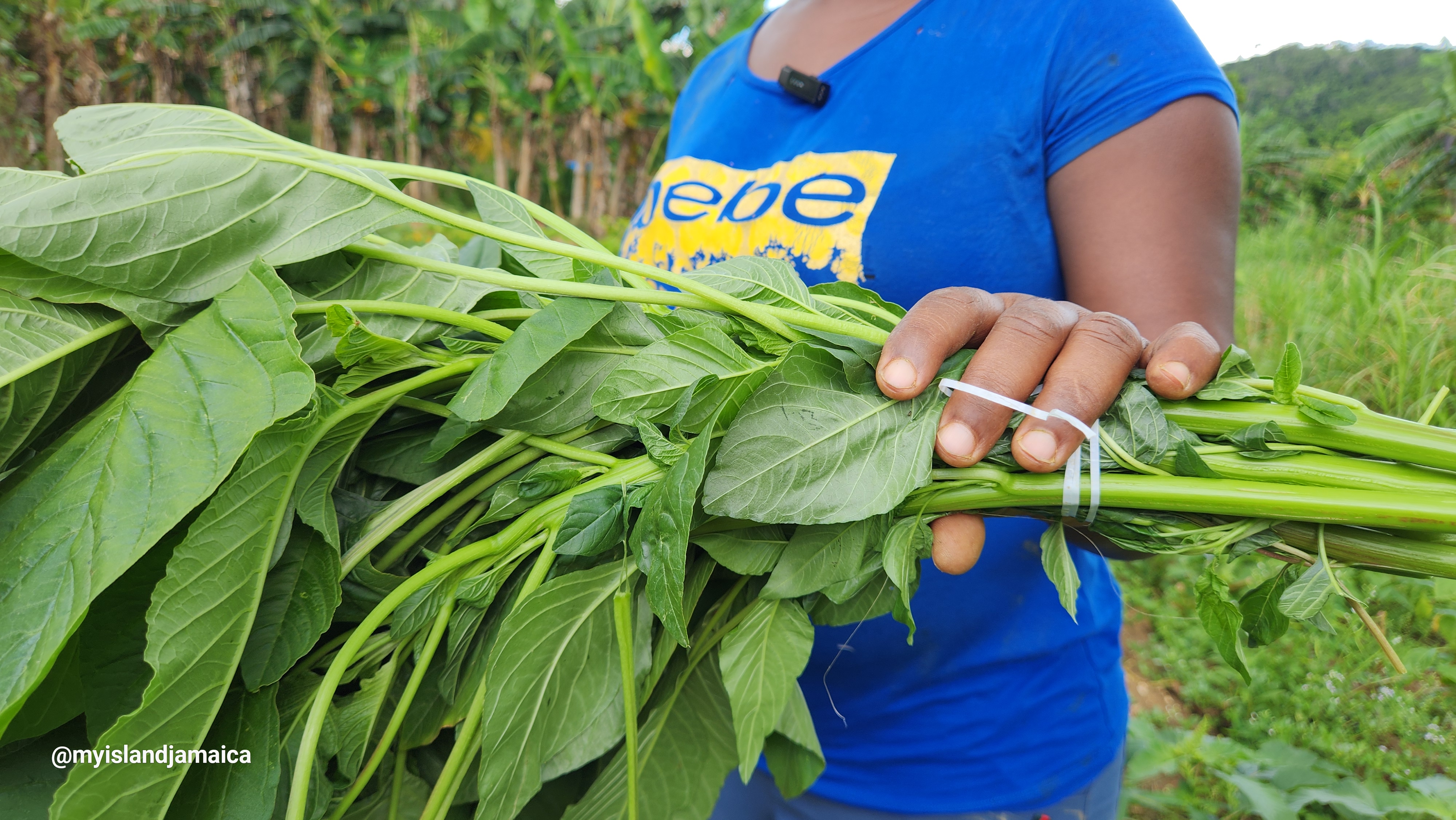 bunch_of_fresh_callaloo