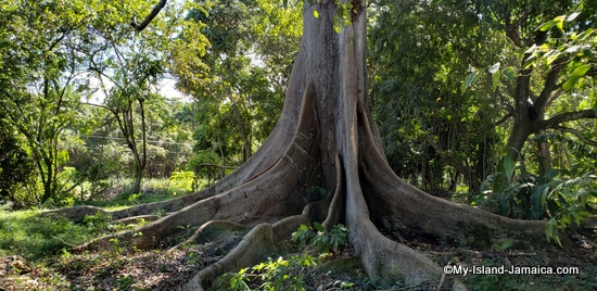 The Jamaican Cotton Tree