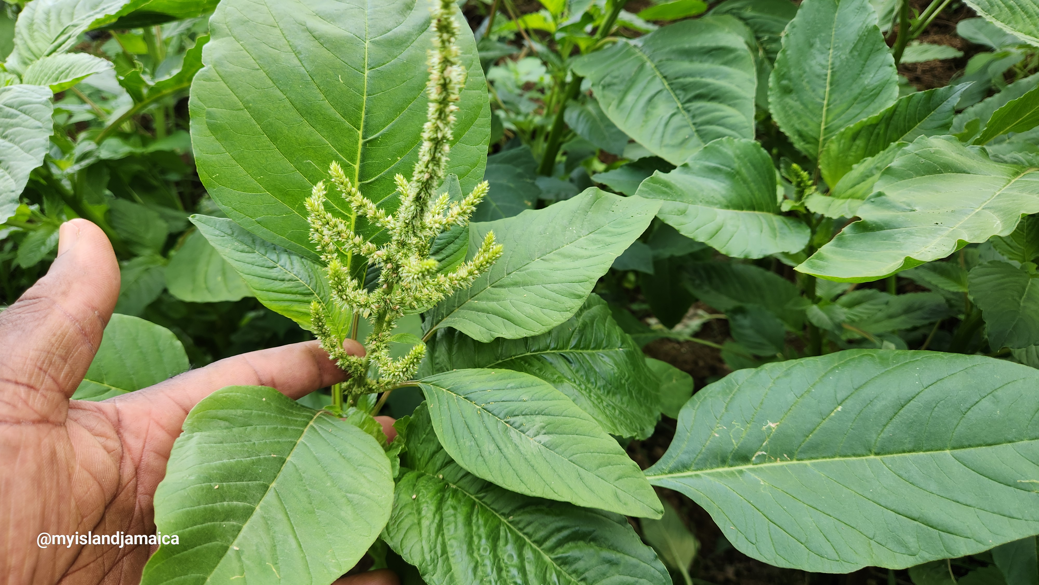 callaloo_in_jamaica_benefits