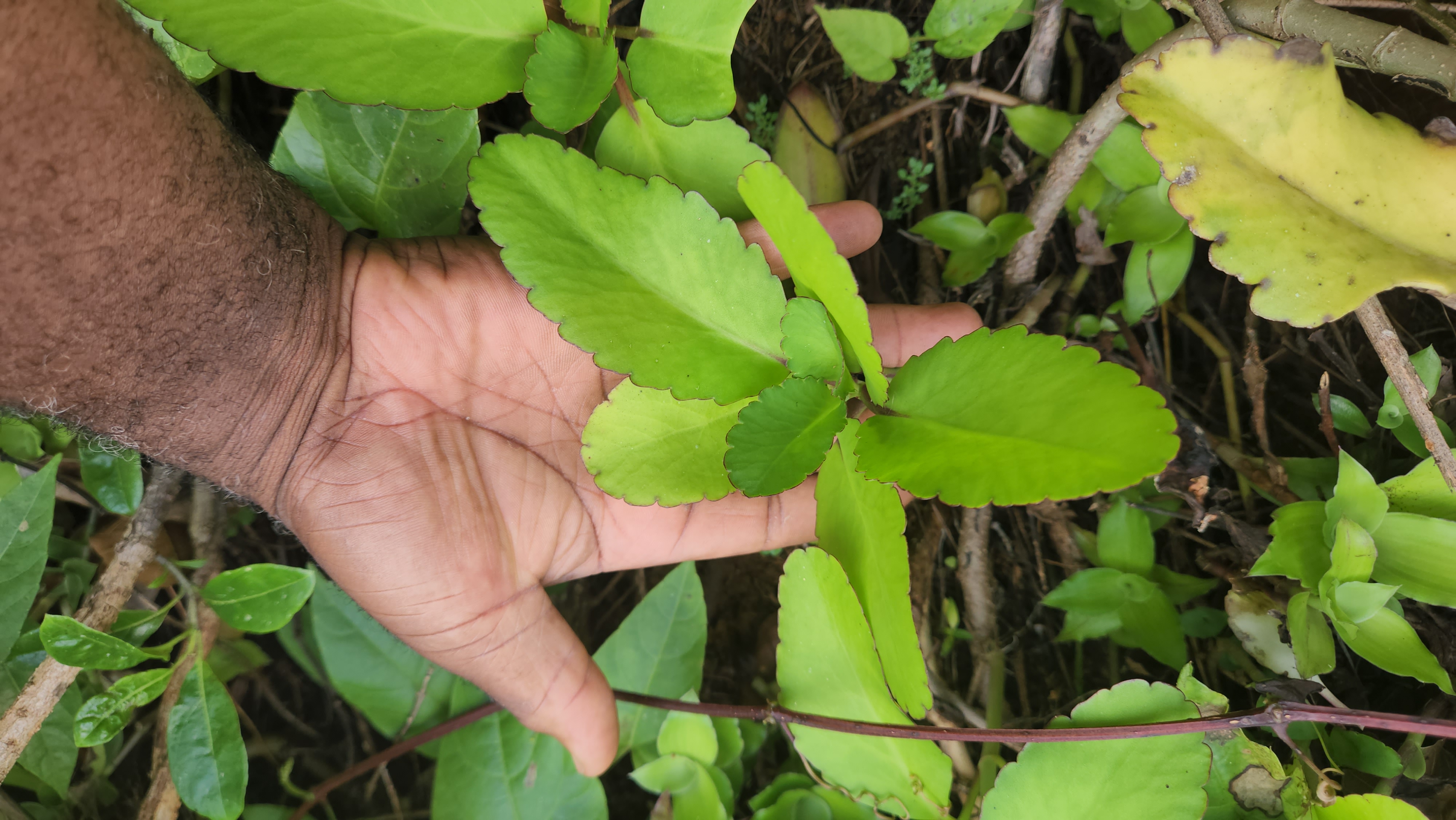 can_you_grow_leaf_of_life_at_home
