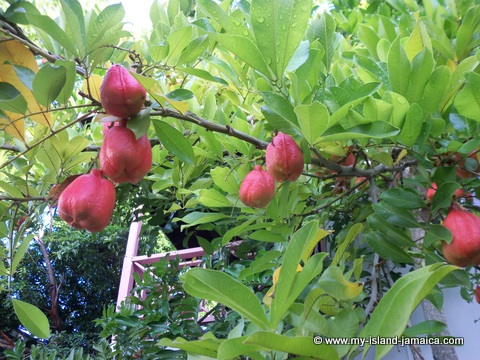 catcha falling star gardens negril - jamaican ackee catcha falling star gardens negril - jamaican ackee