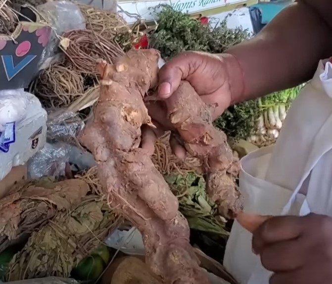 Jamaican Herbs for Anxiety and Stress Relief | Chaney Root Jamaican Herbs for Anxiety and Stress Relief | Chaney Root