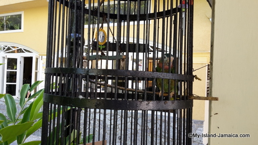 cheap_hotels_in_montego_bay_sea_gardens_resort_parrot_bird