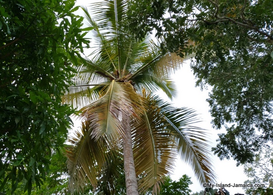 Jamaican Coconut Tree