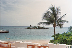 couples_resort_jamaica_palm_tree