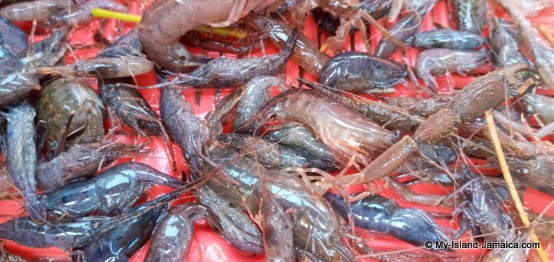 crayfish_haul_in_jamaica