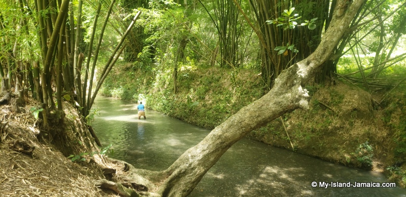 crayfish_in_rivers_in_jamaica