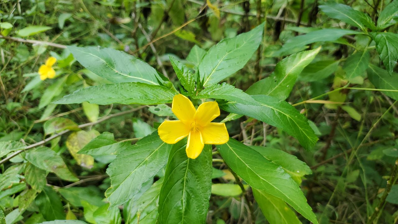 Jamaica Ram Goat Dash Along