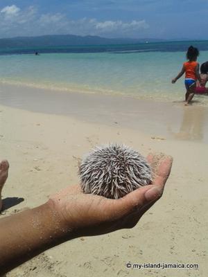 Adoring The Sea Urchin At Dead End Beach