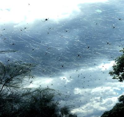 do spiders really rain