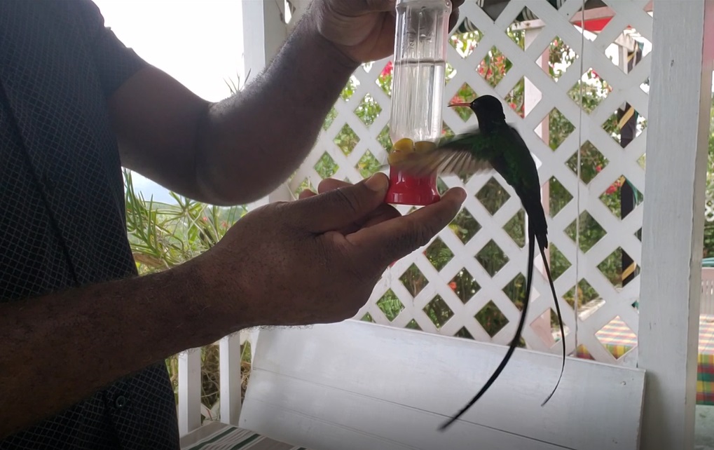 doctor_bird_feeding_on_hand