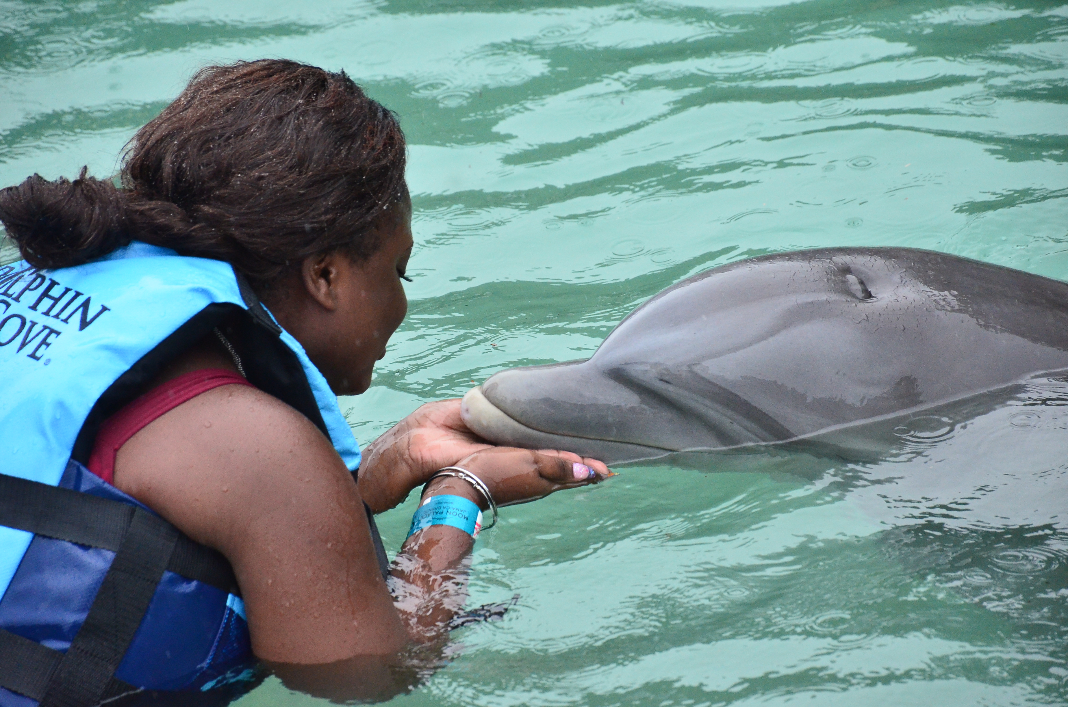 Dolphin Cove Dolphin Cove