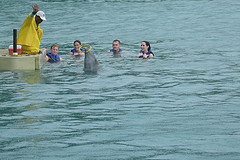 Dolphin Cove in Ocho Rios Jamaica