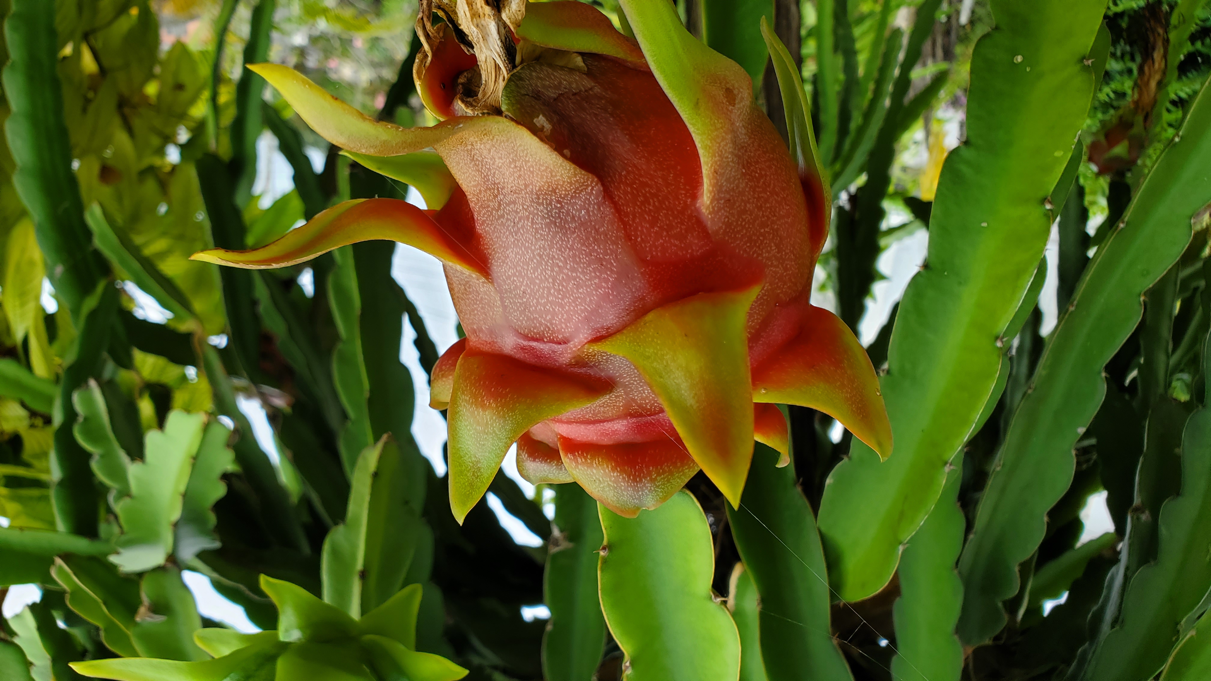 Jamaican Dragon Fruit