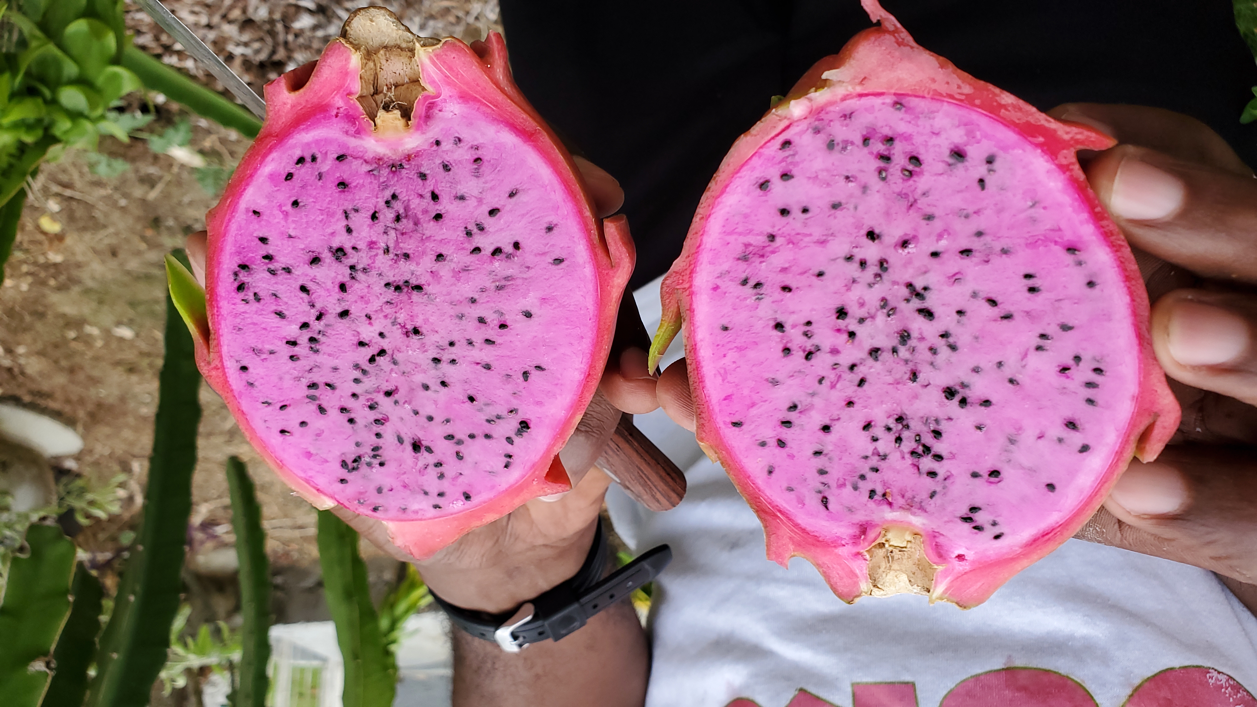 Dragon Fruit Sliced