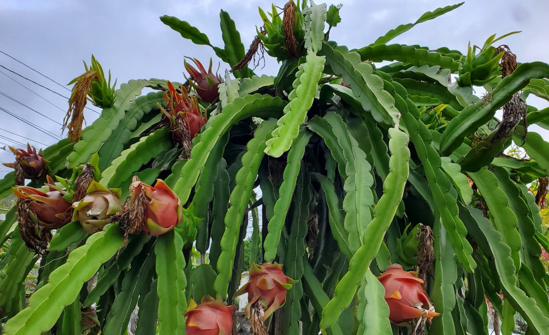 Dragon Fruit Tree