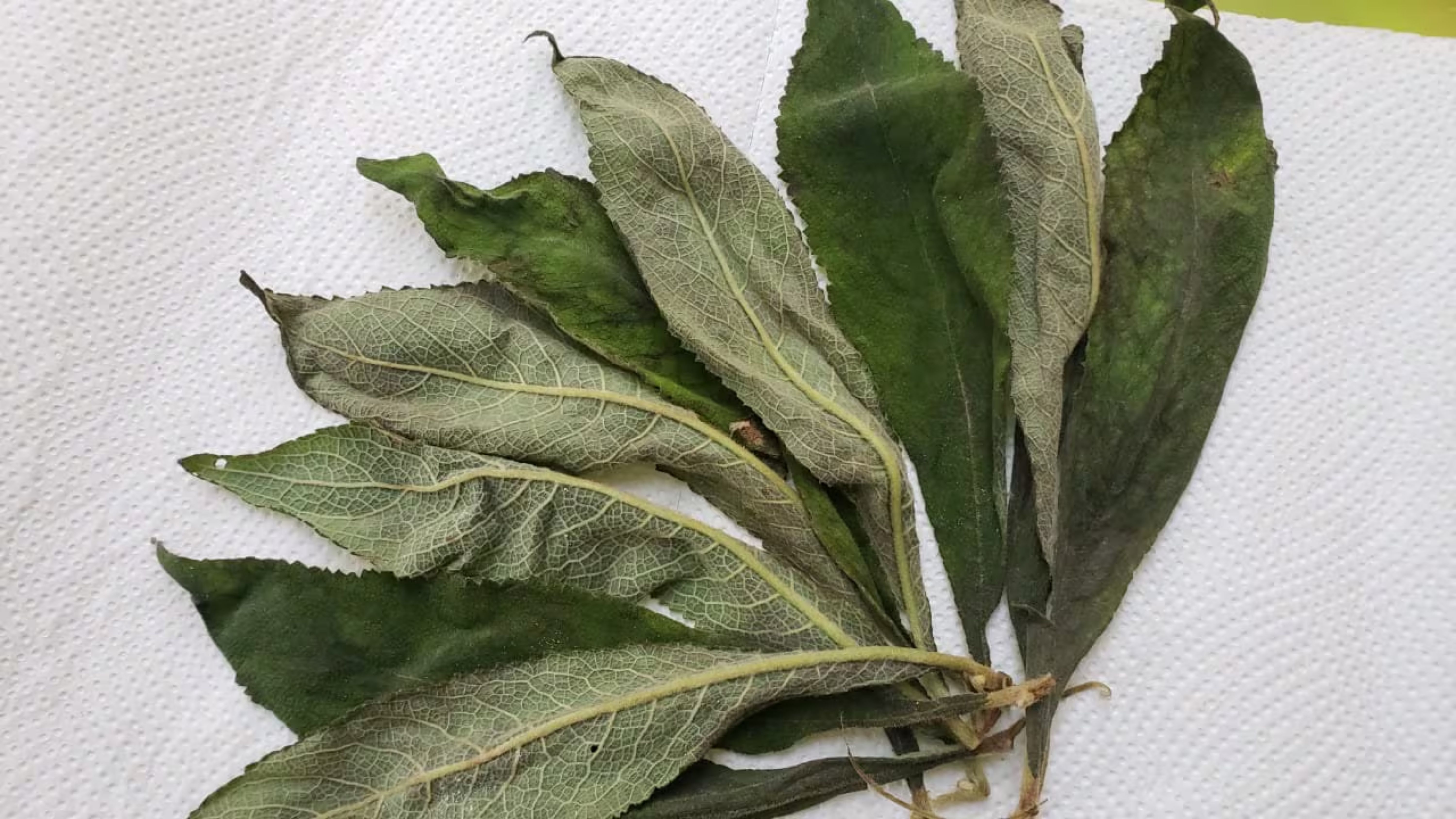 dried_search_mi_heart_plant