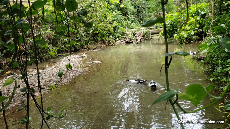 duck_farming_in_jamaica