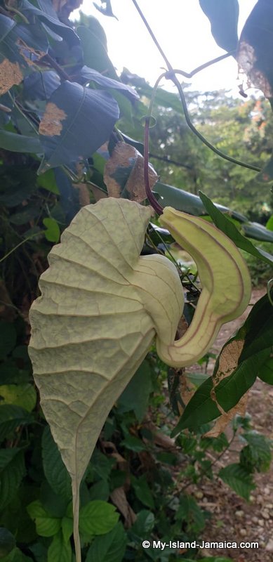 The Jamaican Duck Flower