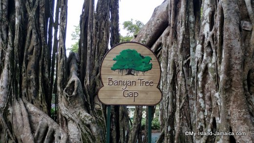 dunns_river_falls_banyan_tree