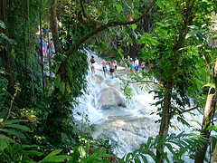 trees at dunns river falls jamiaca