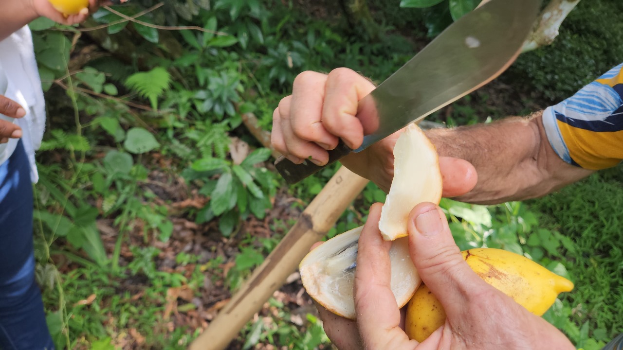 Peeling the Abiu fruit