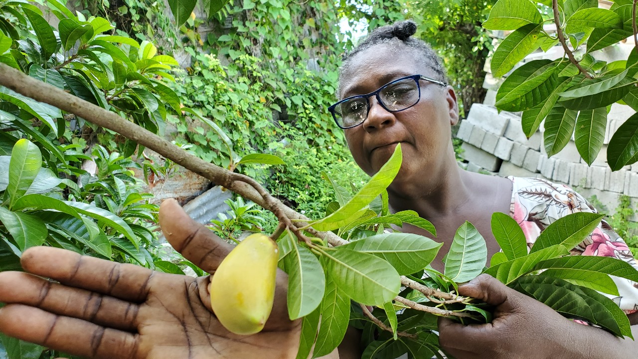 Egg fruit on the tree