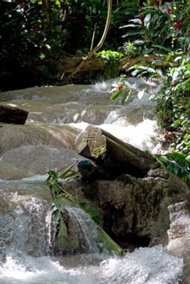 Enchanted Gardens In Ocho Rios Jamaica