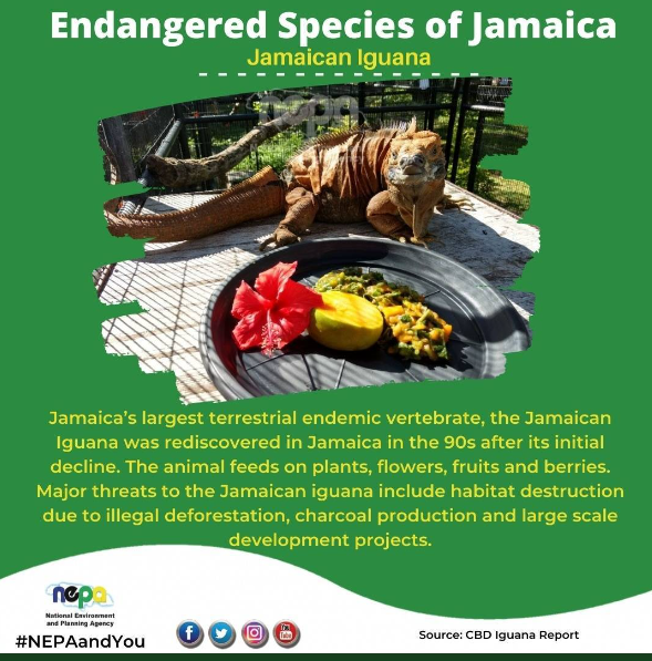 endangered_species_of_jamaica_iguana