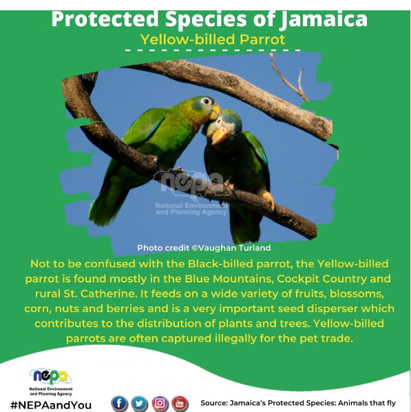 endangered_species_of_jamaica_yellow_billed_parrotendangered_species_of_jamaica_yellow_billed_parrot