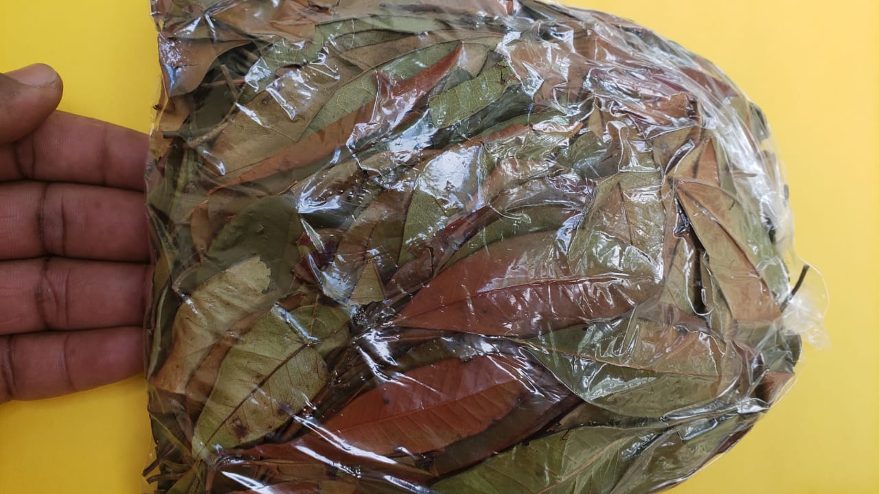 etsy_online_store_jamaican_pimento_leaves