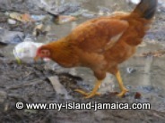 Jamaican Chicken searching for food