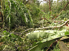 Hurricane Dean Picture fallen_banana_trees.jpg