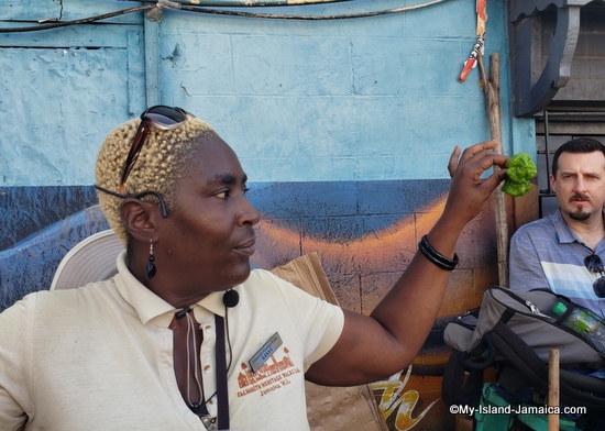 Jamaican Scotch Bonnet Pepper