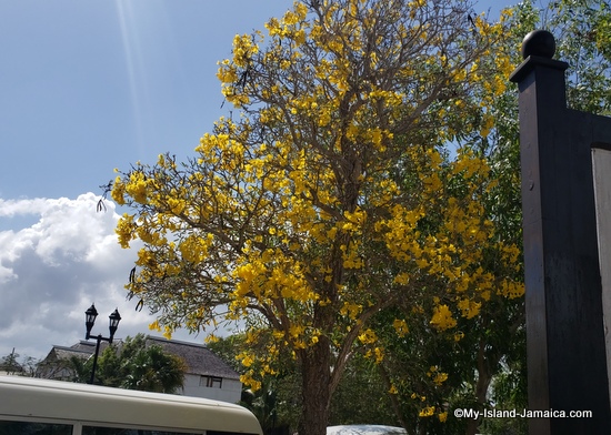 falmouth_jamaica_port_flowering_plant