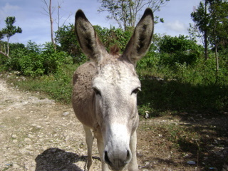 family_reunion_december_2008_donkey