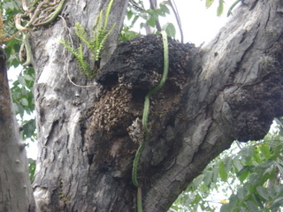 family_reunion_december_2008_duck_ants_nest