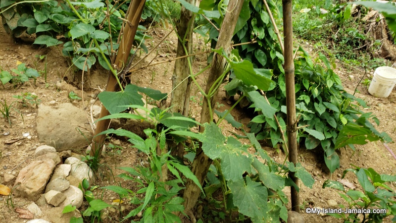 farming_in_jamaica_cucumber