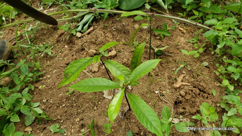 farming_in_jamaica_nutmeg_plant