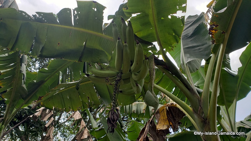farming_in_jamaica_plantains