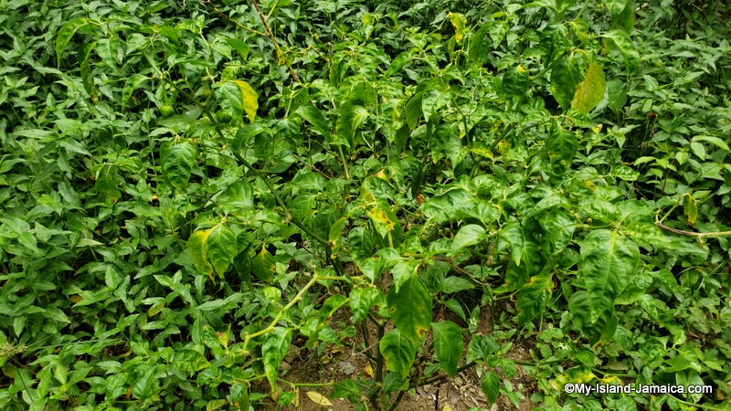 farming_in_jamaica_scotch_bonnet_peppers