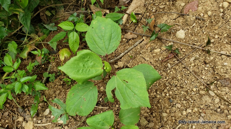 farming_in_jamaica_sorrel_plant