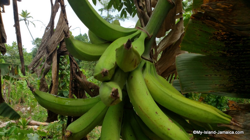 farming_plantains_in_jamaica