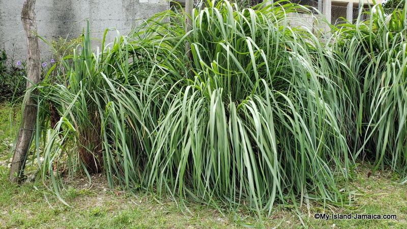 jamaican fever grass