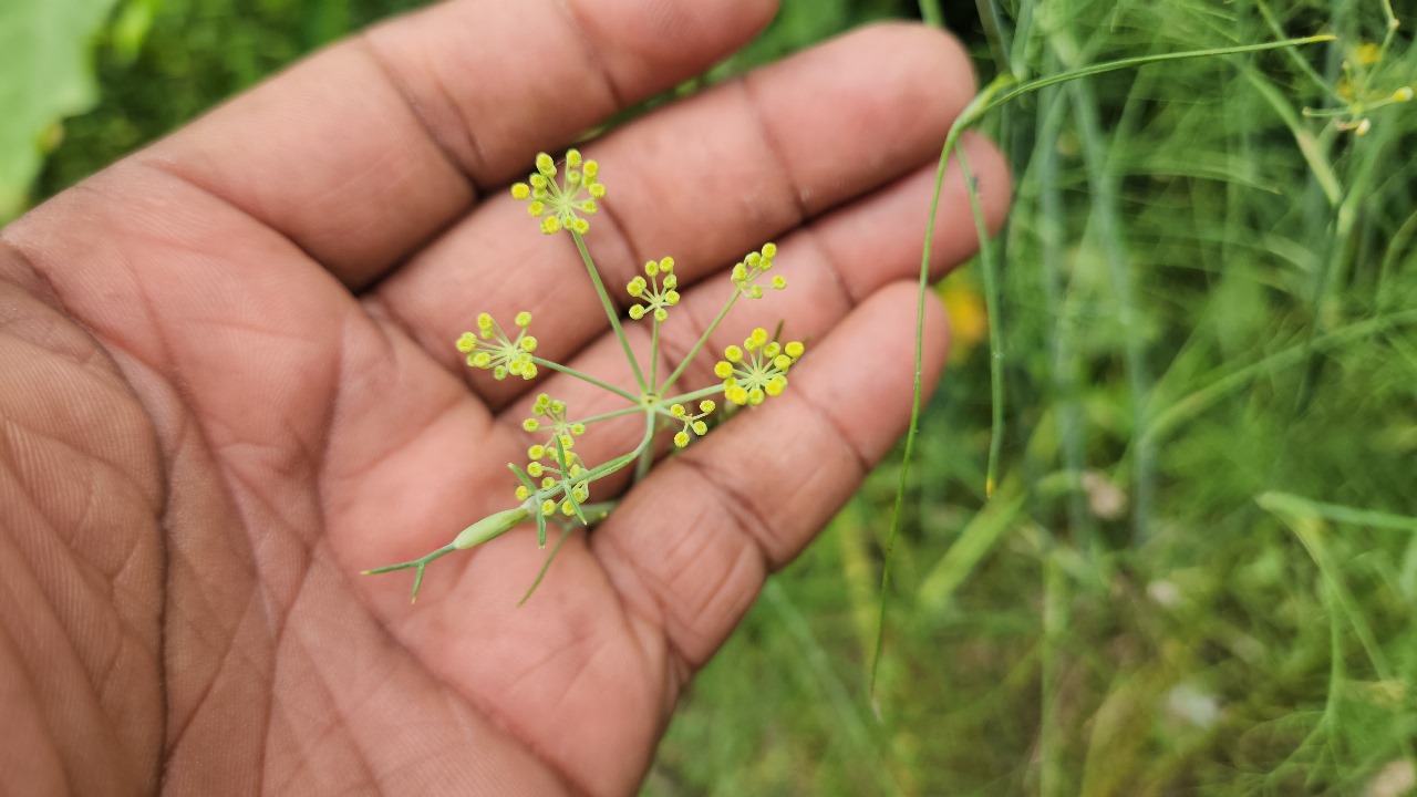 Fennel