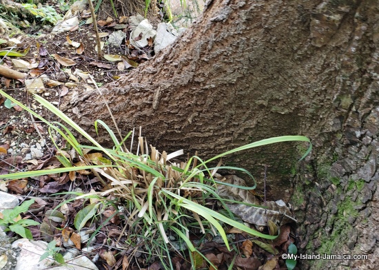 fever grass, jamaica