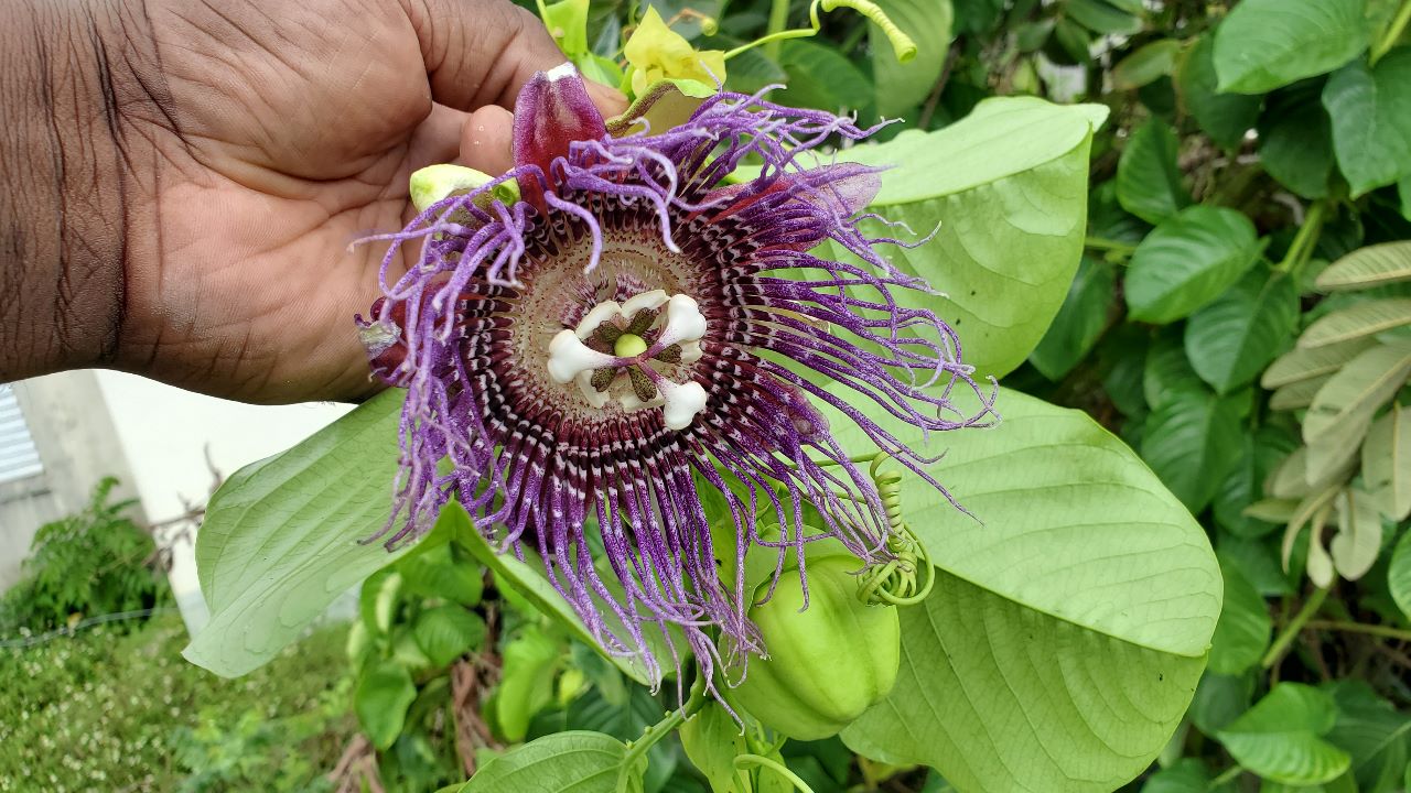 Flowers of the Giant Granadilla