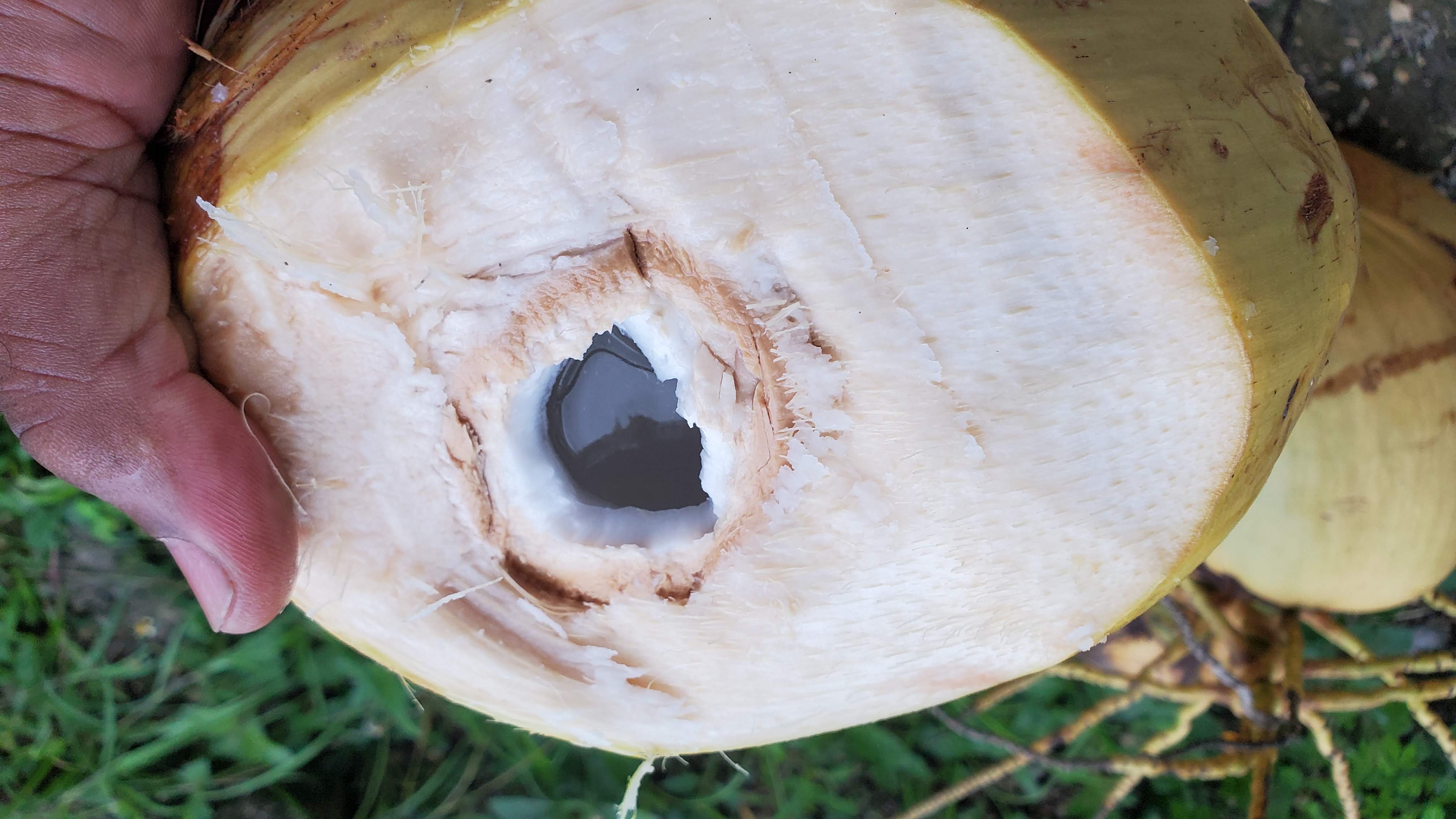 fresh_coconut_jelly_water_street_food_in_jamaica fresh_coconut_jelly_water_street_food_in_jamaica