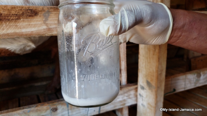 fresh_goats_milk