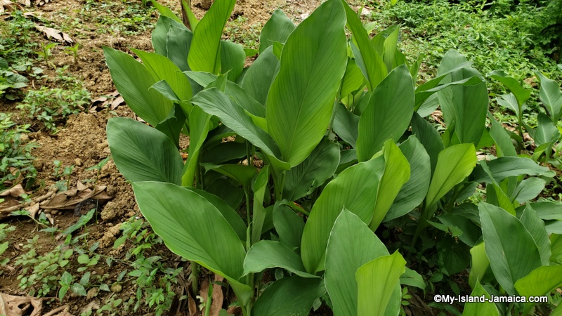 fresh_tumericarming_in_jamaica